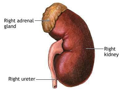 Kidney