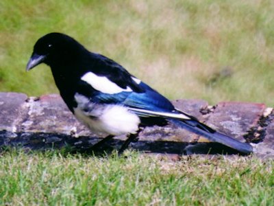 Magpie