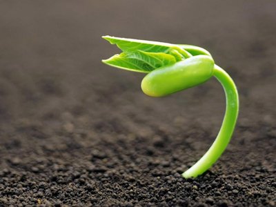 Sapling