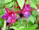 Fuchsia Blossom