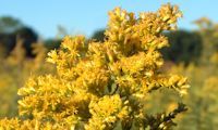 Goldenrod 