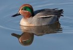 Common Teal 