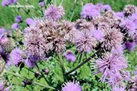 Canadian Thistle 