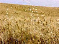 Wheat Field