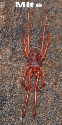 Mite