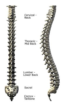 Tail Bone (Coccyx)