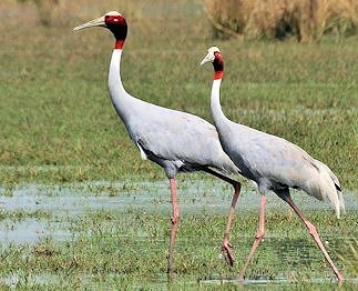 Indian Sarus Cranes