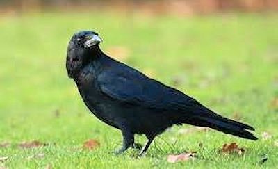 Crow