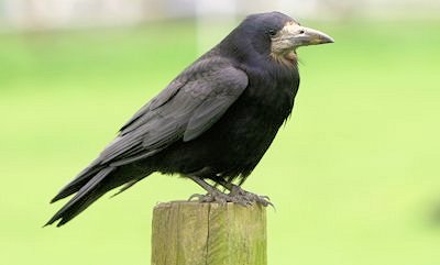 Raven