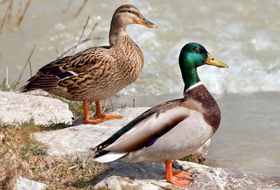 Two Mallard Ducks