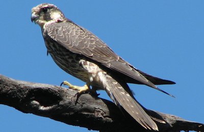 Peregrine Falcon