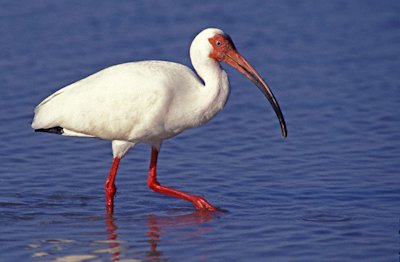 White Ibis