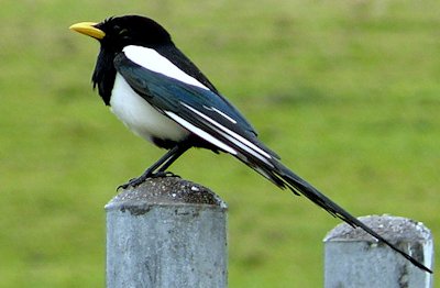 Yellow-billed Magpie