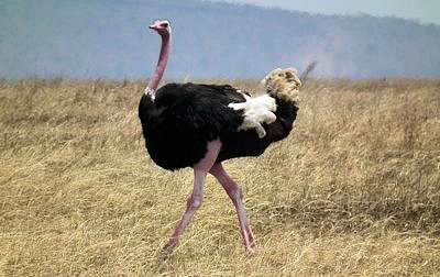 Ostrich