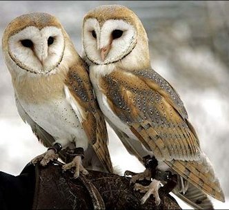 Barn Owls