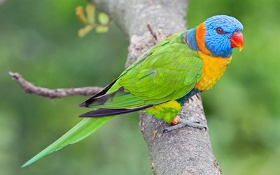 Australian Parrot