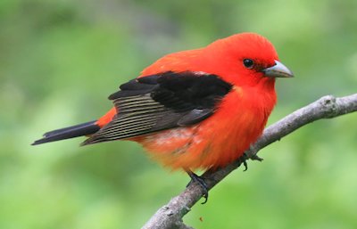 Scarlet Tanager