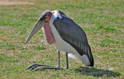 Marabou Stork