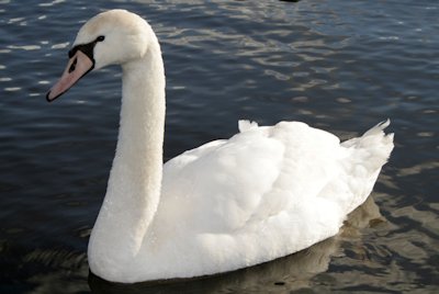 Mute Swan