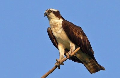 White-Headed Vulture