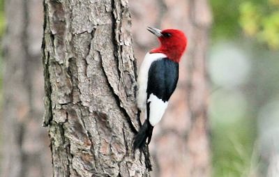 Red-headed Woodpecker