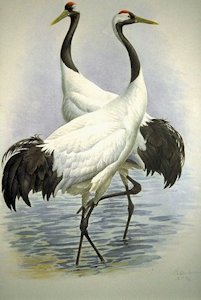 Japanese Crane 