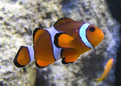 Clown Fish