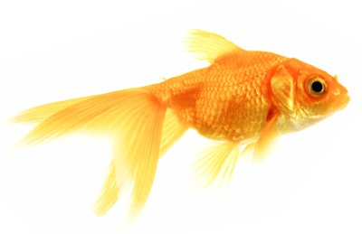 Goldfish