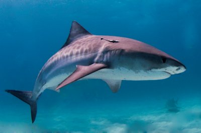 Tiger Shark