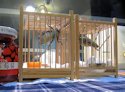 Pet Cricket