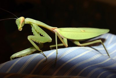 Mantis