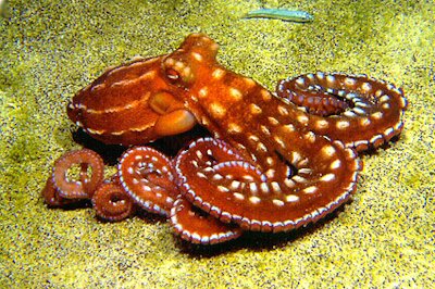 Octopus