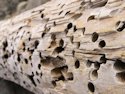 termites eat cellulose