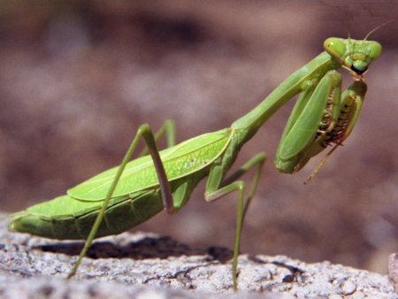 Praying Mantis 