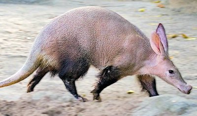 Aardvark