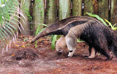 Anteater