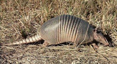 Armadillo