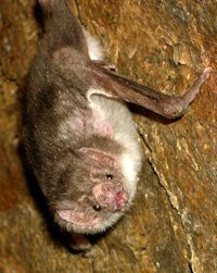 Vampire Bat