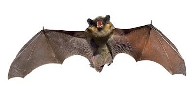 Bat