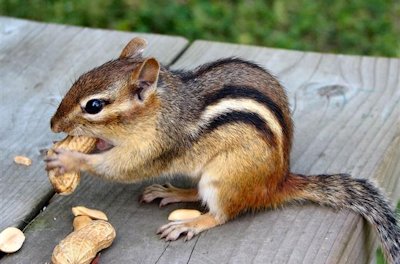 Chipmunk