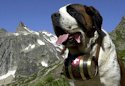 St. Bernard with cask