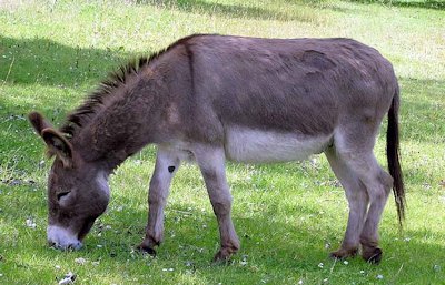 Donkey