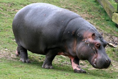 Hippopotamus