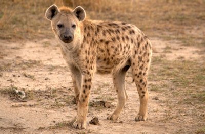 Spotted Hyena