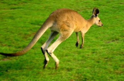 Kangaroo