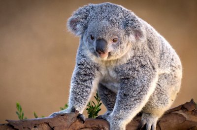 Koala