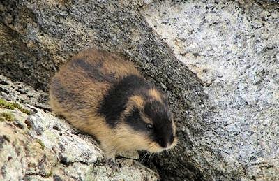 Lemming