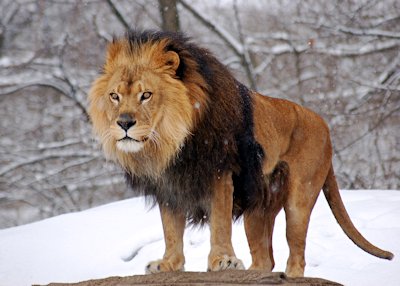 Lion