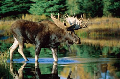 Moose