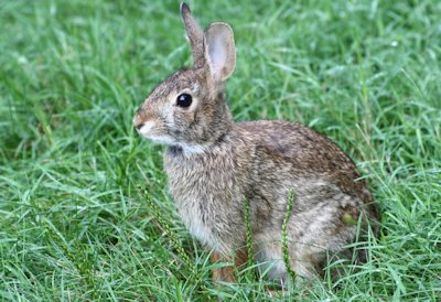 Cottontail Rabbit